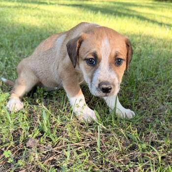 Hound and Australian Cattle Dog Blue Heeler Dogs Available for Adoption in Warrior, Alabama - Pip | PetCurious