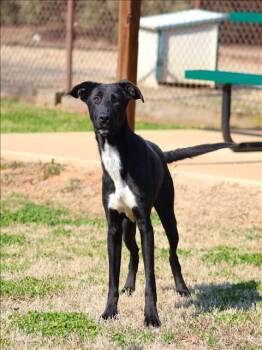 Labrador Retriever and Mixed Breed Dogs Available for Adoption - KASH | PetCurious
