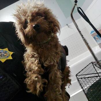 Honey* -  Poodle Dog for Adoption in San Gabriel, California - Honey* | PetCurious