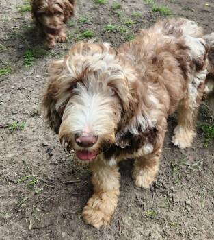 Dolly -  Labradoodle Dog for Adoption in Liberty Center, Ohio - Dolly | PetCurious
