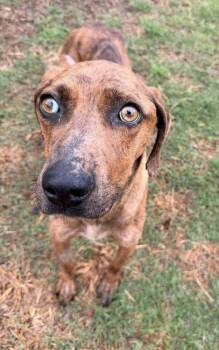 Valentina -  Hound Dog for Adoption in Tulsa, Oklahoma - Valentina | PetCurious