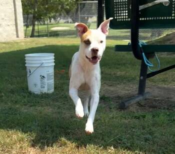 Marcos -  Pit Bull Terrier Dog for Adoption in Seguin, Texas - Marcos | PetCurious