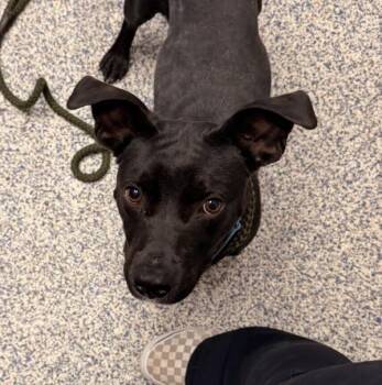 Kamu -  Chihuahua and American Staffordshire Terrier Dog for Adoption in Golden, Colorado - Kamu | PetCurious