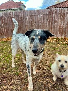 Riley -  Cattle Dog and Labrador Retriever Dog for Adoption in Westwood, New Jersey - Riley | PetCurious