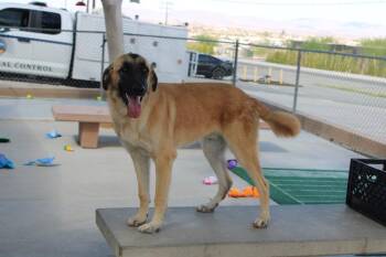 Nez -  Great Pyrenees and German Shepherd Dog Dog for Adoption in Twentynine Palms, California - Nez | PetCurious