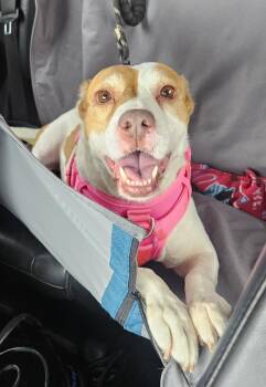 Rescue American Staffordshire Terrier Dogs for Adoption in Gulfport, Mississippi - Squidget | PetCurious