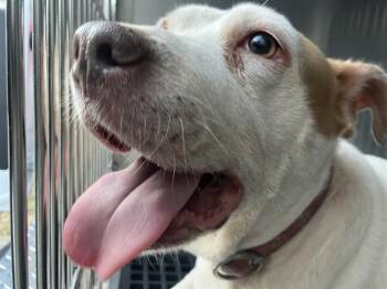 CARLI -  Mixed Breed Dog for Adoption in Dallas, Texas - CARLI | PetCurious
