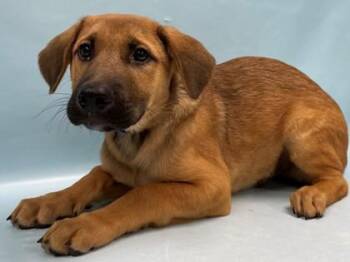 Moshe -  German Shepherd Dog and Mixed Breed Dog for Adoption in Minneapolis, Minnesota - Moshe | PetCurious