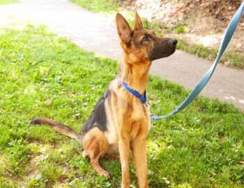 Meredith -  Mixed Breed Dog for Adoption in West Chester, Pennsylvania - Meredith | PetCurious