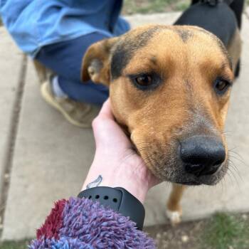 Taylor - Butler Campus -  Shepherd and Beagle Dog for Adoption in Flagstaff, Arizona - Taylor - Butler Campus | PetCurious