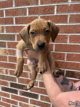 Argos -  Terrier Dog for Adoption in Candler, North Carolina - Argos | PetCurious