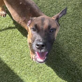 Harbor 2608 -  Mixed Breed Dog for Adoption in Loxahatchee Groves, Florida - Harbor 2608 | PetCurious