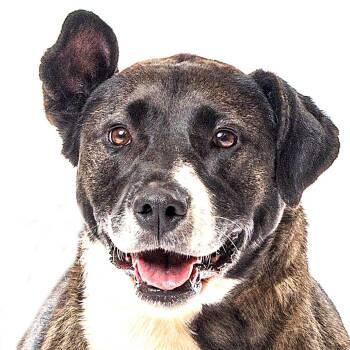 Lila -  Pit Bull Terrier Dog for Adoption in Reno, Nevada - Lila | PetCurious