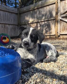Australian Cattle Dog Blue Heeler Dogs Available for Adoption in Stewart Manor, New York - Gandalf | PetCurious