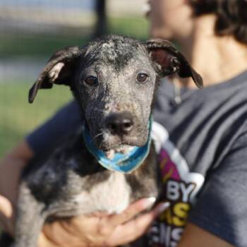 MARY -  Terrier Dog for Adoption in San Antonio, Texas - MARY | PetCurious