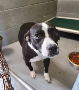 Beagle and Mixed Breed Dogs Available for Adoption in Kingsland, Georgia - Buttercup | PetCurious