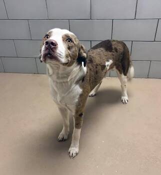 Mixed Breed Dogs Available for Adoption in Nashville, Tennessee - Seanathon | PetCurious