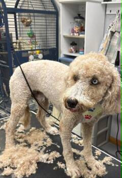 Goldendoodle and Poodle Dogs Available for Adoption in Harrison City, Pennsylvania - Arlo | PetCurious