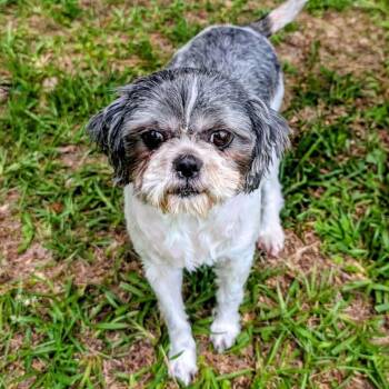Shih Tzu Dogs Available for Adoption in Houston, Texas - Marla Jean | PetCurious