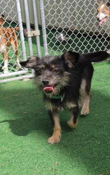 Pepe -  Yorkshire Terrier and Dachshund Dog for Adoption in Waterloo, Illinois - Pepe | PetCurious