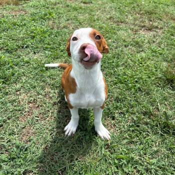 Dawn -  Chihuahua and Pit Bull Terrier Dog for Adoption in Roxboro, North Carolina - Dawn | PetCurious
