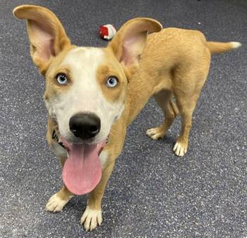 Labrador Retriever and Husky Dogs Available for Adoption in Anchorage, Alaska - WILEY | PetCurious