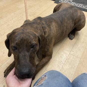Houndessa SPWA-Stray-149216 -  Hound Dog for Adoption in Spokane, Washington - Houndessa SPWA-Stray-149216 | PetCurious