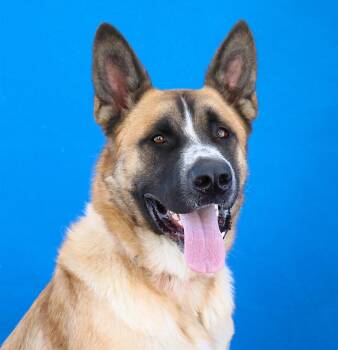 OZZY -  German Shepherd Dog and Saint Bernard Dog for Adoption in Pasadena, California - OZZY | PetCurious