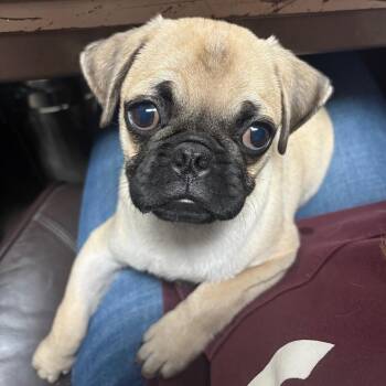Pug Dogs Available for Adoption in Yuma, Arizona - Bubba | PetCurious