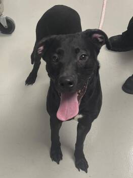 Willow -  Black Labrador Retriever Dog for Adoption in Danville, Indiana - Willow | PetCurious