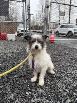 Luna -  Jack Russell Terrier and Mixed Breed Dog for Adoption in Pomona, New York - Luna | PetCurious