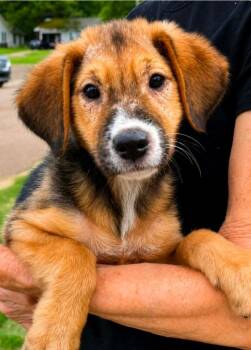 Penny Pincher -  Shepherd Dog for Adoption in El Dorado, Arkansas - Penny Pincher | PetCurious