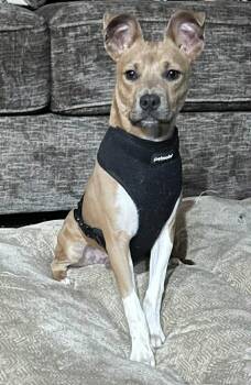 Labrador Retriever and Jack Russell Terrier Dogs Available for Adoption - JAKE  | PetCurious