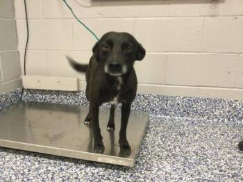 SPLINTER -  Labrador Retriever and Beagle Dog for Adoption in Thousand Palms, California - SPLINTER | PetCurious