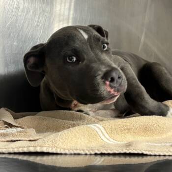 Rescue Terrier Dogs for Adoption in St. Louis, Missouri - Gobble Gobble | PetCurious