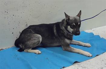 German Shepherd Dog and Mixed Breed Dogs Available for Adoption in Houston, Texas - A2073400 | PetCurious