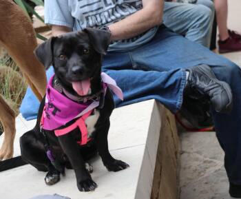 Mixed Breed Dogs Available for Adoption in Pflugerville, Texas - Onyx | PetCurious