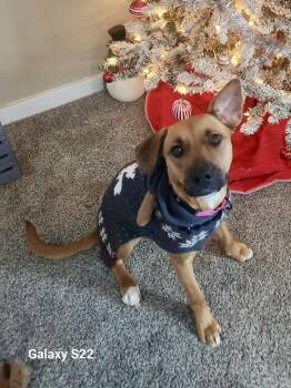 Mixed Breed Dogs Available for Adoption - Jumbo Shrimp  | PetCurious