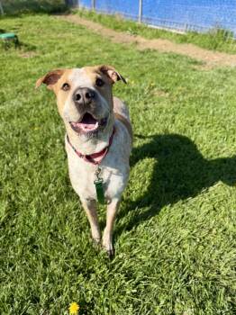 Hound and Shar Pei Dogs Available for Adoption in Wooster, Ohio - Buster  | PetCurious