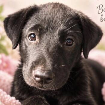 PRINCESS LILY (out of town) -  Labrador Retriever and Mixed Breed Dog for Adoption in New York, New York - PRINCESS LILY (out Of Town) | PetCurious
