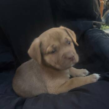 Puppy boy 2 -  English Bulldog and Australian Shepherd Dog for Adoption in West Richland, Washington - Puppy Boy 2 | PetCurious