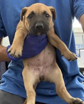 WILLOW -  Mixed Breed Dog for Adoption in Dallas, Texas - WILLOW | PetCurious