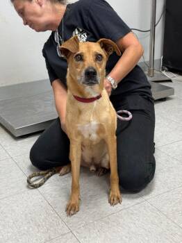 Robards -  Terrier Dog for Adoption in Sorrento, Louisiana - Robards | PetCurious