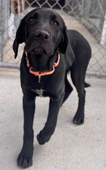 Frog -  German Shorthaired Pointer and Golden Retriever Dog for Adoption in Hackensack, Minnesota - Frog | PetCurious
