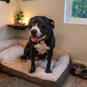 Peter -  Black Labrador Retriever and Mixed Breed Dog for Adoption in Bend, Oregon - Peter | PetCurious