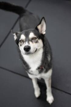 Leena -  Siberian Husky Dog for Adoption in Stratham, New Hampshire - Leena | PetCurious