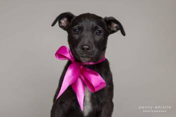 Australian Cattle Dog Blue Heeler and Mixed Breed Dogs Available for Adoption - Squirt | PetCurious