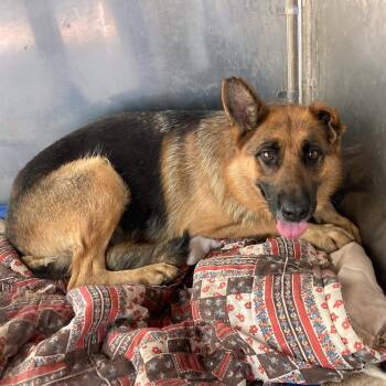 Rescue German Shepherd Dog Dogs for Adoption in Millburn, New Jersey - Jewel | PetCurious