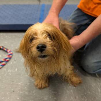 Lala -  Yorkshire Terrier and Mixed Breed Dog for Adoption in Fairfax, Virginia - Lala | PetCurious