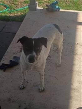 KITTY -  Pointer Dog for Adoption in San Antonio, Texas - KITTY | PetCurious